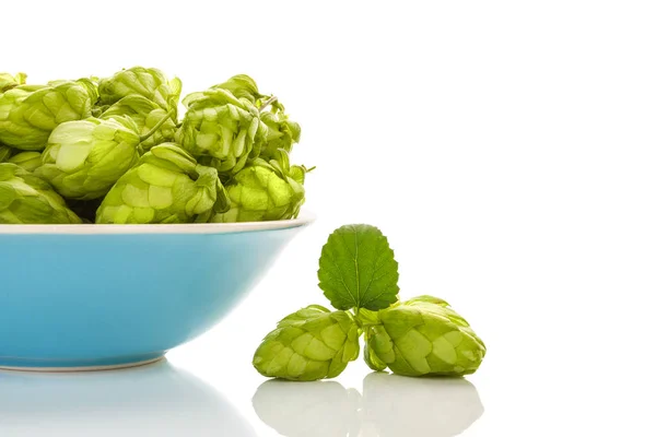 Fresh Green Hop Fruits Blue Bowl Isolated White Background — Stock Photo, Image