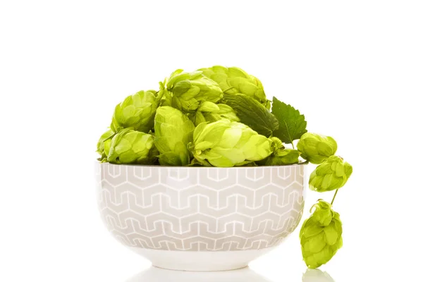 Groene Hop Schaal Geïsoleerd Witte Achtergrond — Stockfoto