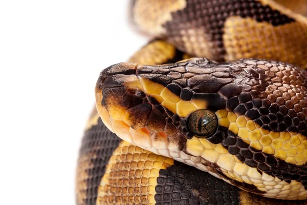 Python Regius Serpente Isolato Sfondo Bianco — Foto Stock