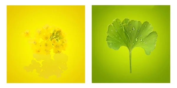 Rapeseed Flower Ang Ginkgo Leaf Isolated Yellow Green Duotone Background — Stock Photo, Image