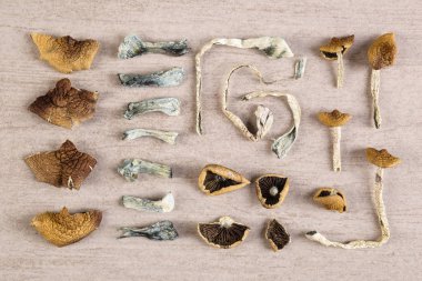 Dried magic mushrooms from above. Knolling flat lay background. Entheogen, alternative medicine. clipart