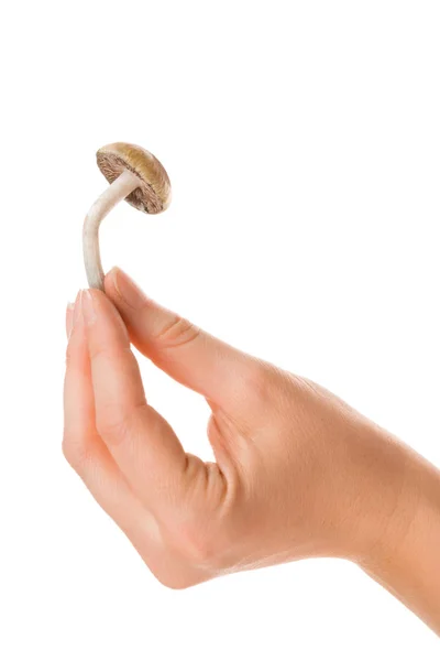 Female Hand Holding Fresh Magic Mushrooms Isolated White Background Hallucinogenic — Stock Photo, Image