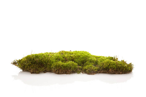 Green moss isolated on white background.