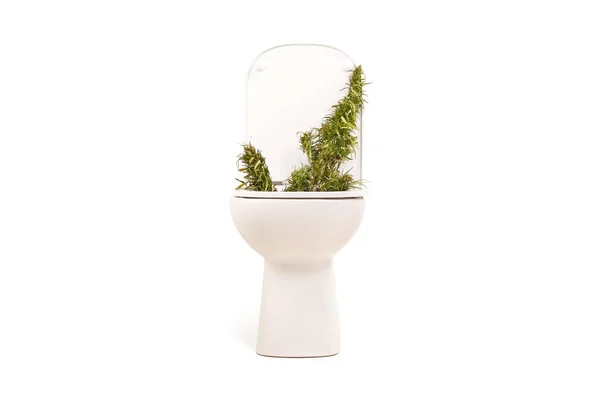 Tanaman Ganja Toilet Terisolasi Dengan Latar Belakang Putih Konsep Pengasuhan — Stok Foto