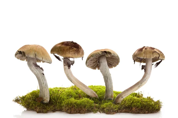 Fresh Magic Mushrooms Moss Isolated White Background Hallucinogenic Psychedelic Mushrooms — Stock Photo, Image