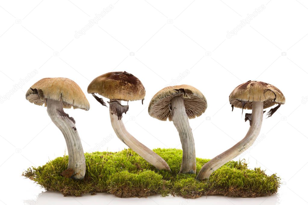 Fresh magic mushrooms on moss  isolated over white background. Hallucinogenic psychedelic mushrooms. Alternative medicine.