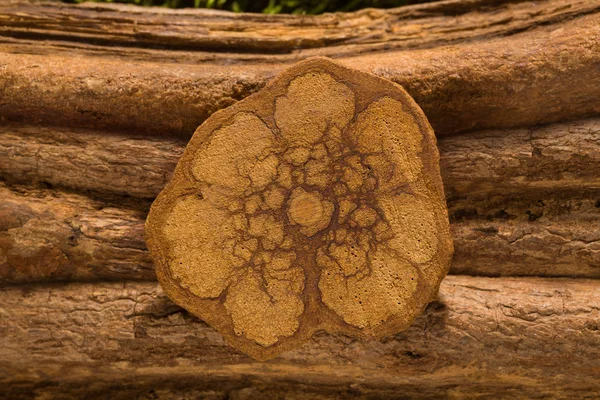 Banisteriopsis Caapi Madera Ayahuasca Sección Transversal — Foto de Stock