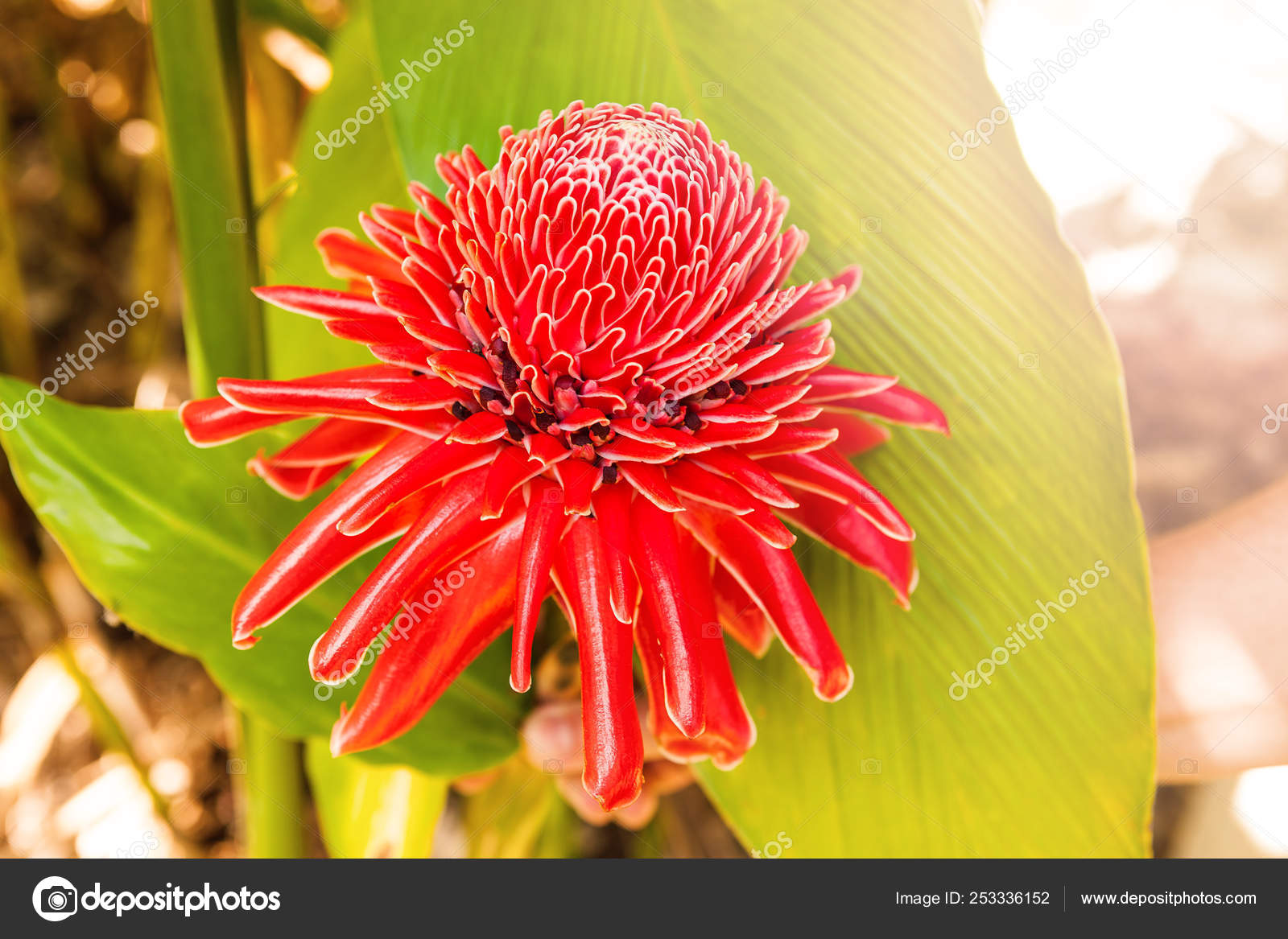 Red Ginger Lily Flower Stock Photo C Eskymaks