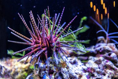 renkli deniz kestanesi.