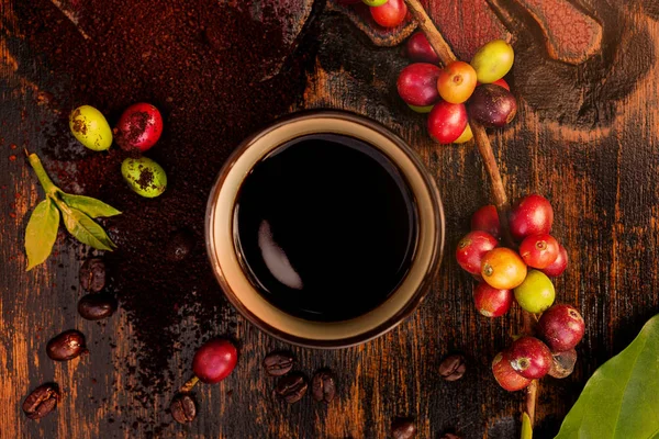 Frutta di caffè e chicchi di caffè tostati . — Foto Stock