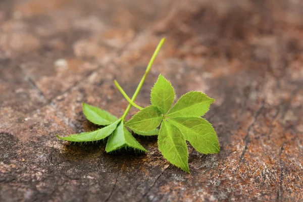 Jiaogulan ( gynostemma pentaphyllum) — Stock Photo, Image