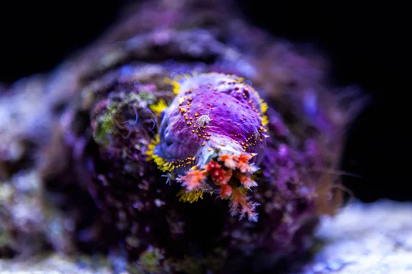 Renkli mercan derin okyanusta. — Stok fotoğraf