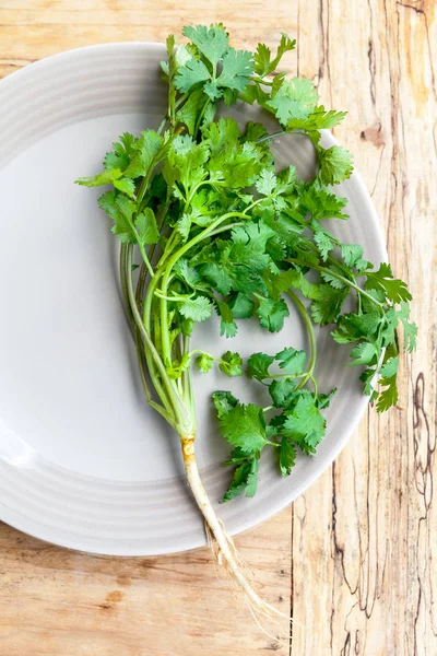 Coriander herb on plate. — Stock Photo, Image