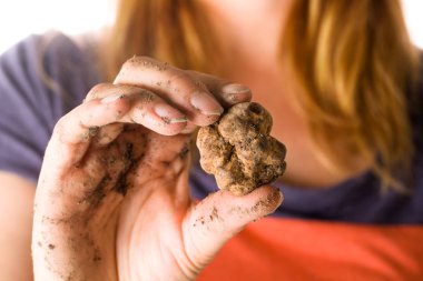 Beyaz trüf (tuber magnatum) beyaz üzerine izole kadın eli.