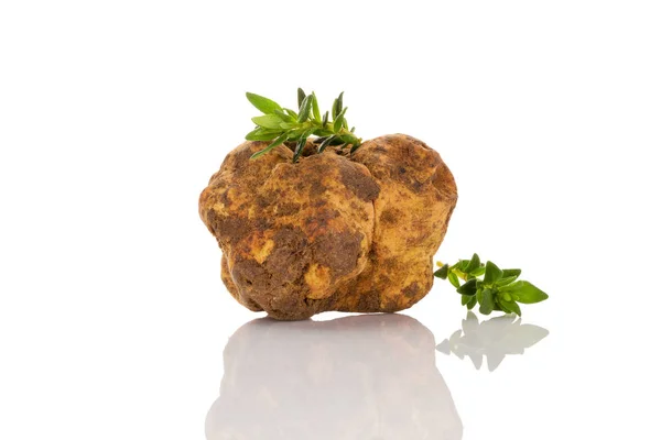 Truffe blanche (tuber magnatum) isolée sur blanc . — Photo