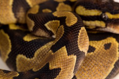 Phyton Regius yılanı.