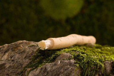 Geleneksel doğal diş fırçası Miswak veya Siwak. 