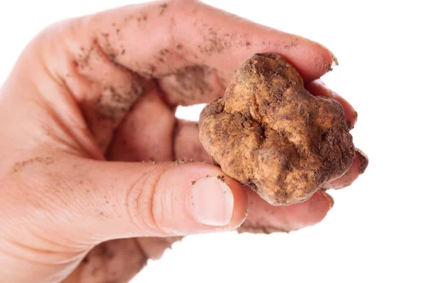 White truffle isolated in female hand.