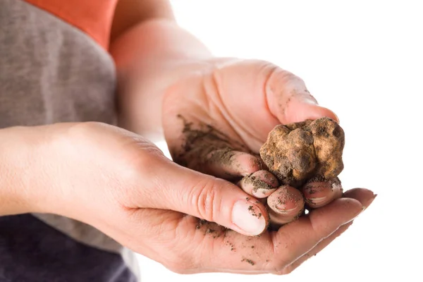 Fresh whole white truffle in woman hands with earth isolated on