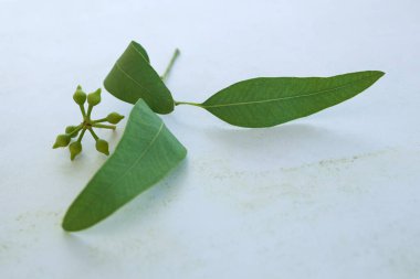 Yeşil okaliptüs dalı. Tıbbi bitki, aromaterapi..