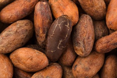 Yukardan gelen soyulmamış kakao çekirdeğinin makro ayrıntıları. Düz yatıyordu.