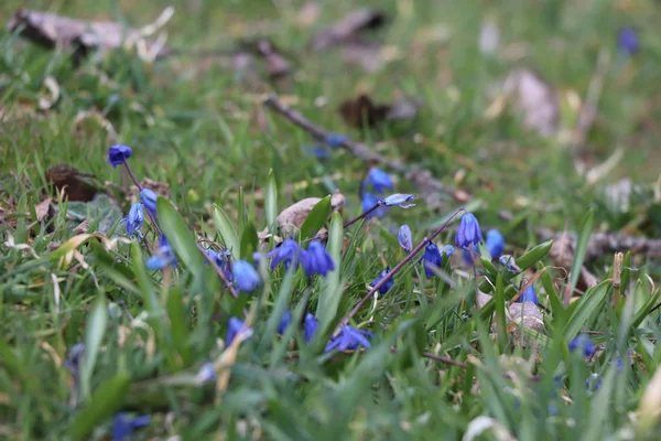 Ormanda mavi çiçekler