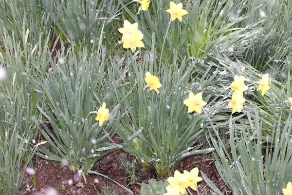 Neige Belles Jonquilles Jaunes Sont Restées Sous Neige Beau Laid — Photo