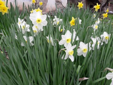 Baharda nergisler bahçede çiçek açtı.