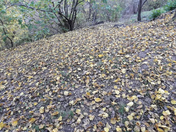 Пришла Осень Желтые Листья Тутового Дерева Упали — стоковое фото
