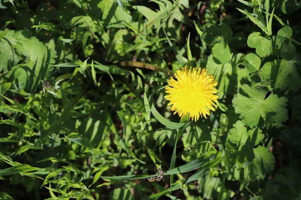 Sárga Gyönyörű Virág Erdőben — Stock Fotó