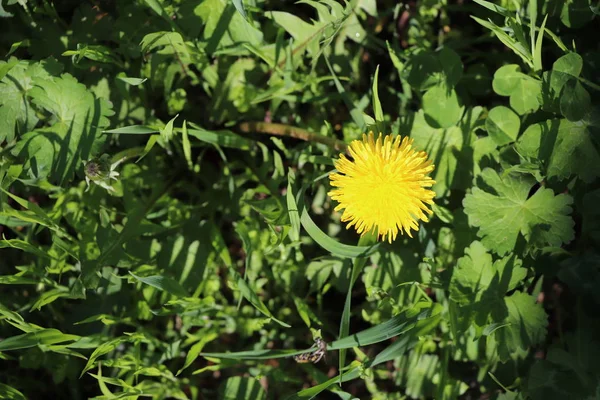 Gul Vacker Blomma Skogen — Stockfoto