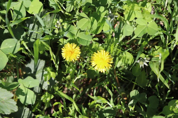 Giallo Bel Fiore Nella Foresta — Foto Stock