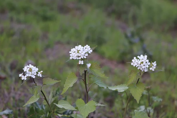 Vita Vackra Blommor Fältet Närbild — Stockfoto