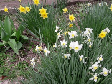 Baharda nergisler bahçede çiçek açtı.