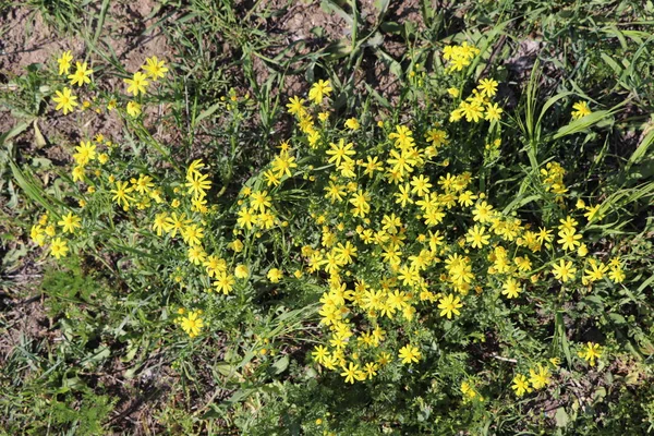 Giallo Fiori Selvatici Nel Bosco Estate — Foto Stock