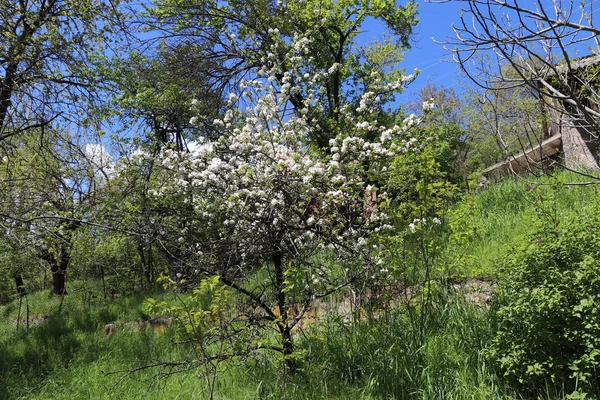 Весной Саду Зацвела Яблоня — стоковое фото