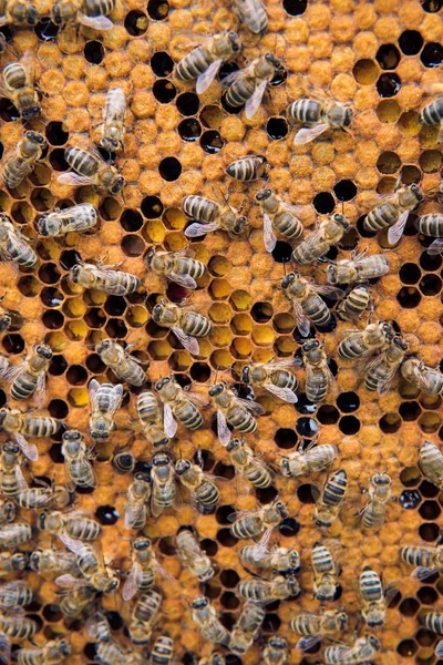 Panal con fondo de abejas . —  Fotos de Stock