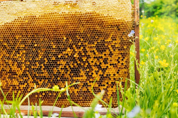 Yeşil çimenlerin üzerinde arı peteği