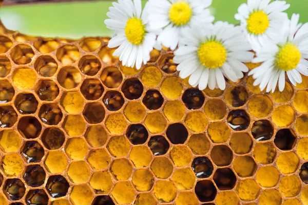 Bal tarak ile chamomiles. Doğal arka plan.