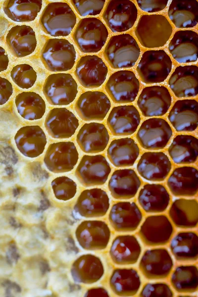 Des rayons de miel avec du miel. Contexte naturel . Photo De Stock