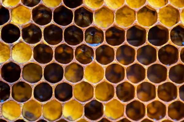 Honungskakor med honung. Naturlig bakgrund. — Stockfoto