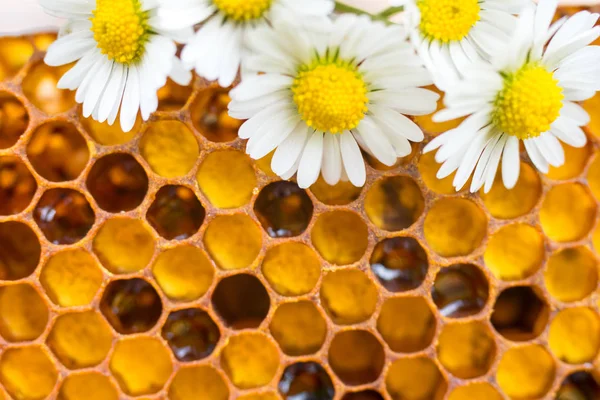 Favi di miele con camomille. Sfondo naturale . — Foto Stock