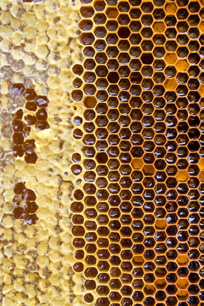 Peteğin bal ile. Doğal arka plan.