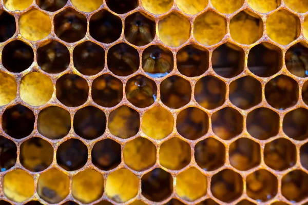 Honungskakor med honung. Naturlig bakgrund. Stockbild