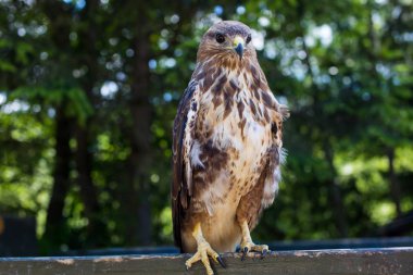 Korkusuz kartal sessizce oturuyor