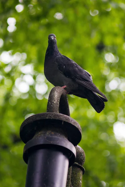 Sokak lambası kentin doğal bokeh arka plan üzerinde oturan güzel güvercin