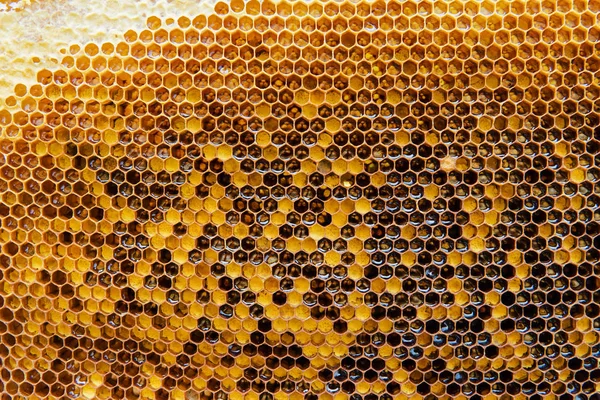 Honungskakor med honung. Naturlig bakgrund. Stockbild