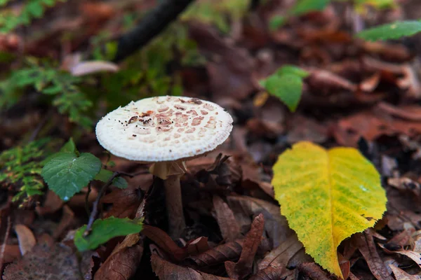Mushroom species lepiota