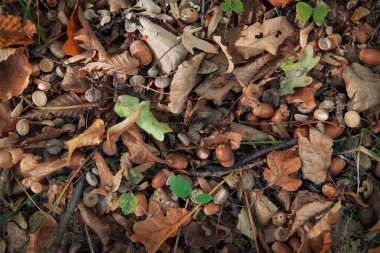 Düşen yapraklar, meşe palamudu.