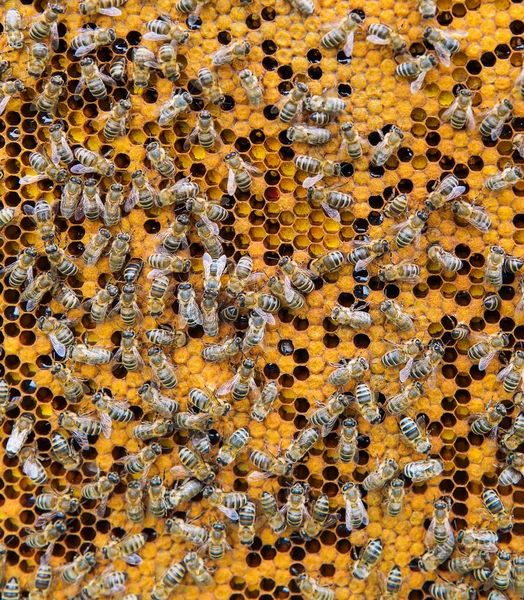 Plástev s pozadím včely. — Stock fotografie